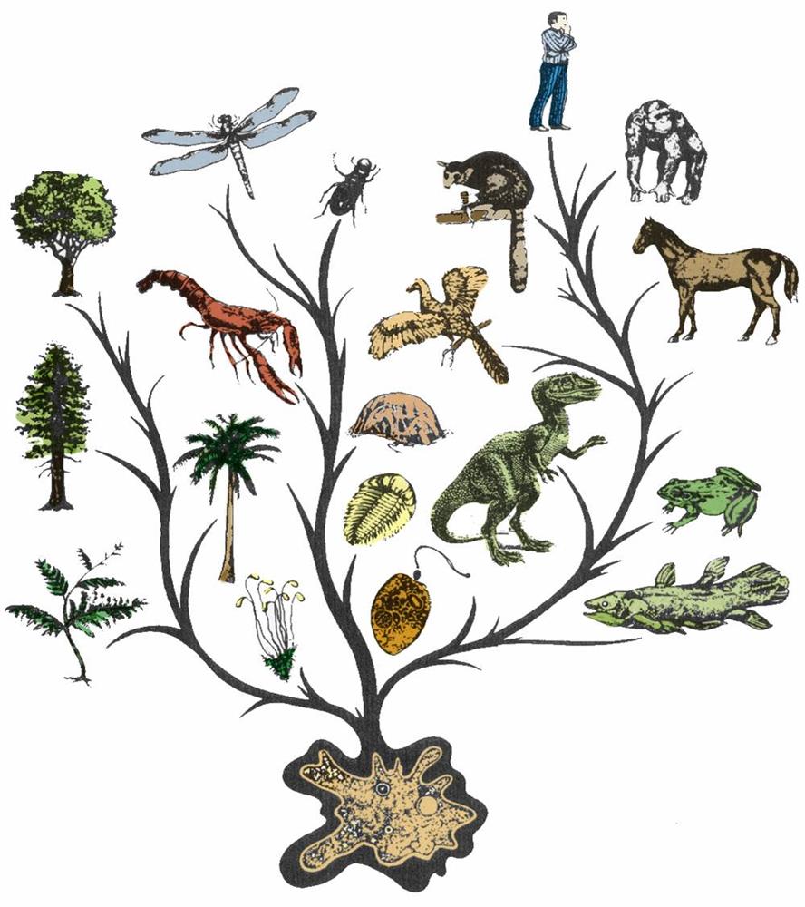 Devon Evolution When evolution runs backwards - Linguaielts