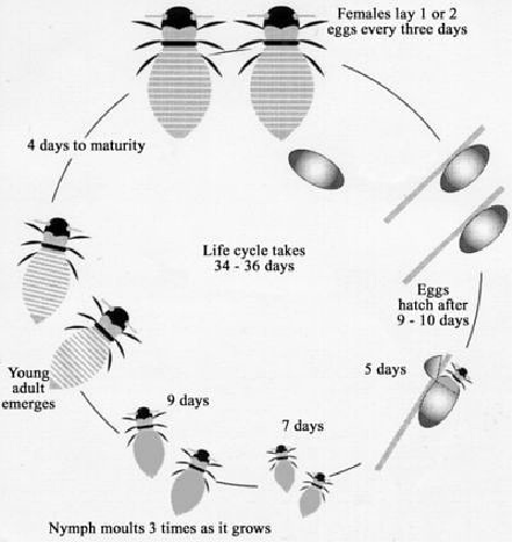 The life cycle of the honey bee