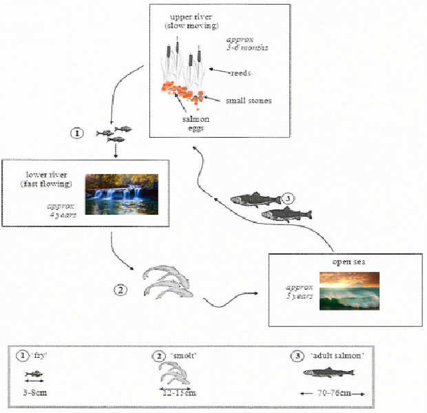 The life cycle of a species of large fish called the salmon
