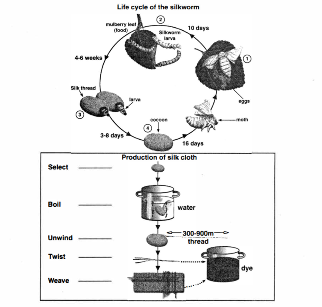 The lift cycle of the silkworm and stages in the production of silk ...
