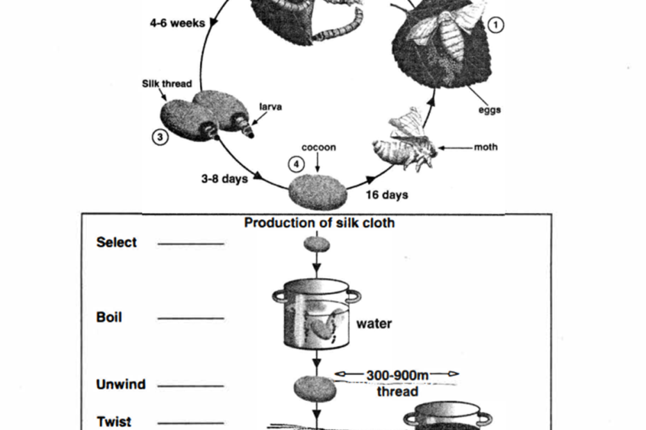 The lift cycle of the silkworm and stages in the production of silk cloth